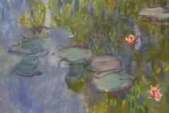 Water Lilies